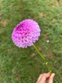 Florelie Novice