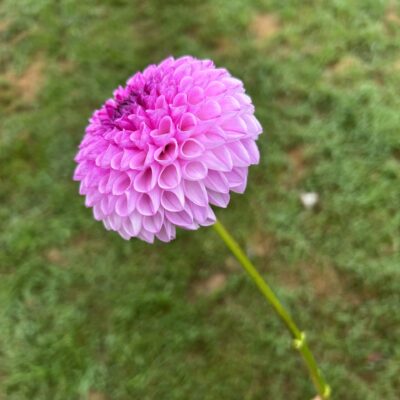 Florelie Novice