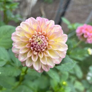 Florelie Harmony