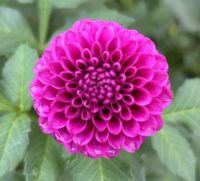 Florelie Boysenberry