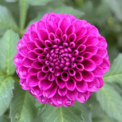 img_1192-2 Florelie Boysenberry