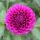 Florelie Boysenberry