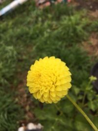 Florelie Lemondrop