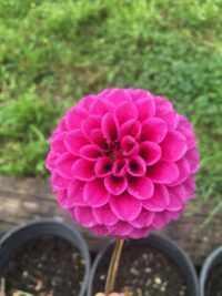 Florelie Boysenberry