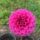 Florelie Boysenberry