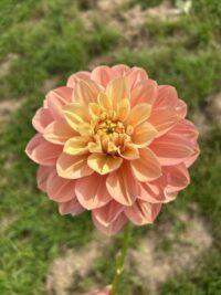 Florelie Kindness