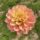Florelie Kindness