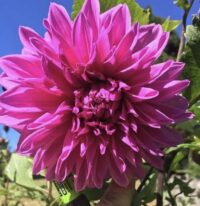Croydon Lilac