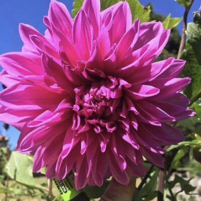 Croydon Lilac