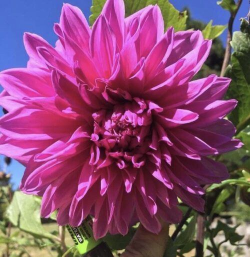 Croydon Lilac