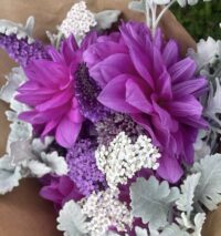 Croydon Lilac