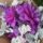 Croydon Lilac
