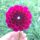 Burgundy Ball
