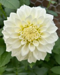 Florelie Whipped Cream