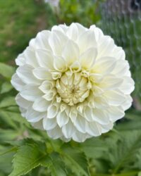 Florelie Nimbus