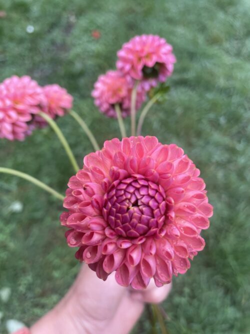 Little Peaches