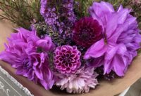 Croydon Lilac