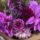Croydon Lilac