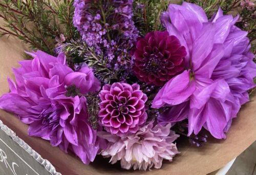 Croydon Lilac
