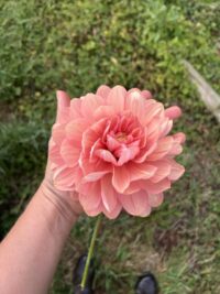 Florelie Pixie