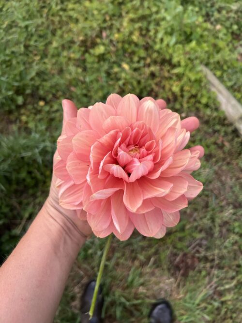 Florelie Pixie