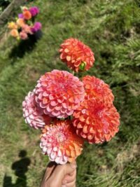 Florelie Angostura