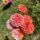 Florelie Angostura