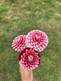 Florelie Cosmic Romance