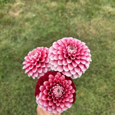 Florelie Cosmic Romance