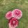 Florelie Cosmic Romance