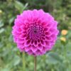 Bracken Rose