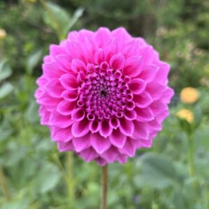 Bracken Rose
