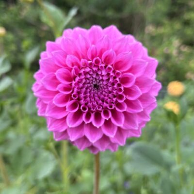 Bracken Rose
