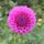 Bracken Rose
