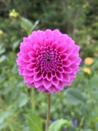 Bracken Rose