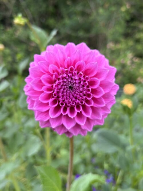 Bracken Rose