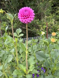 Bracken Rose