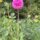 Bracken Rose