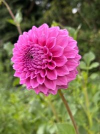 Bracken Rose