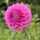 Bracken Rose