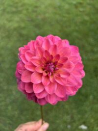 Dainty Sue