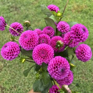 Florelie Hayley