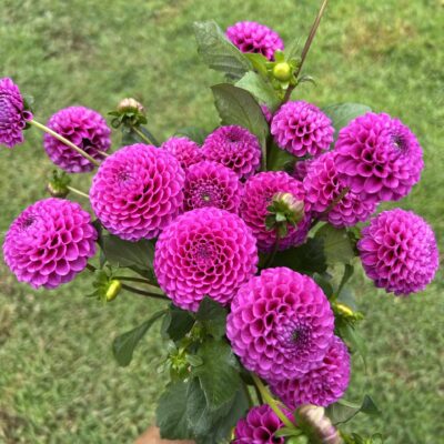 Florelie Hayley