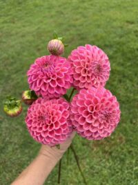 Florelie Omen