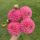 Florelie Omen