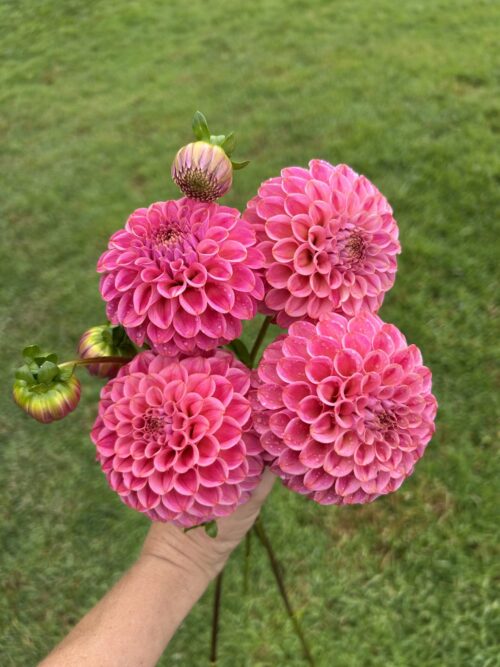 Florelie Omen