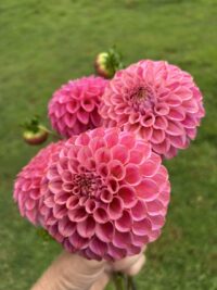 Florelie Omen