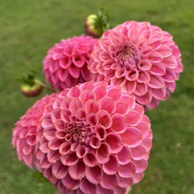 Florelie Omen