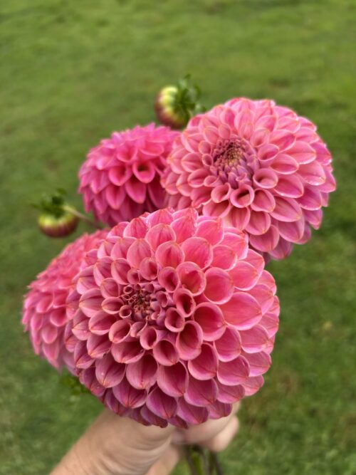 Florelie Omen