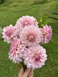 Florelie Antique
